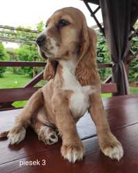 Cocker Spaniel Angielski