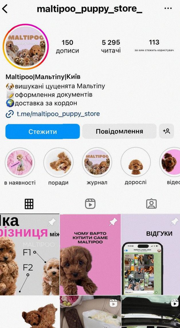 Елітний Mальтіпу для справжніх цінителів