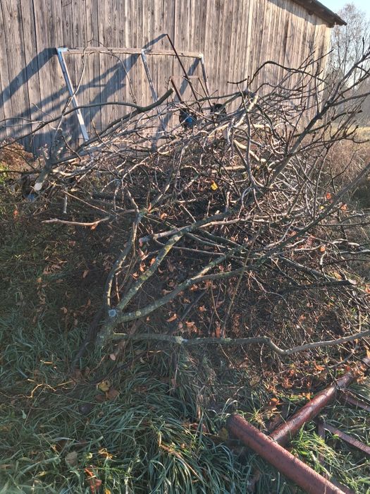 Oddam gałęzie za darmo