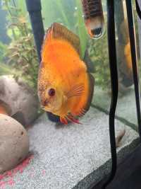 Casal Discus golden melon