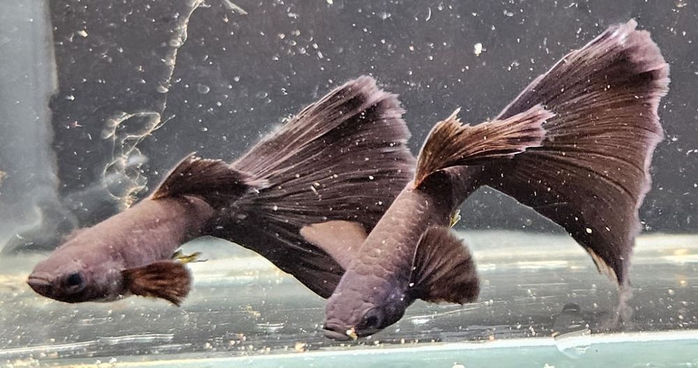 Gupik Czarny Moskiewski