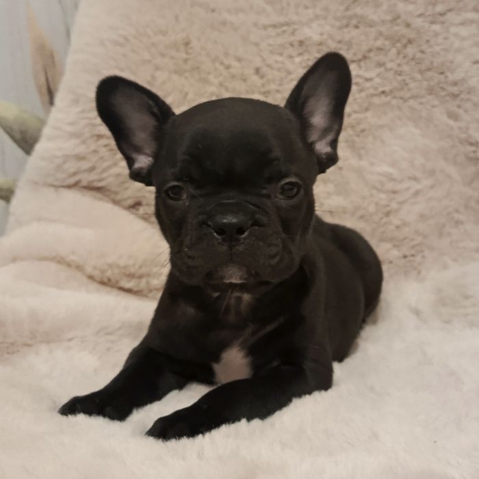 Французики генні карапузики