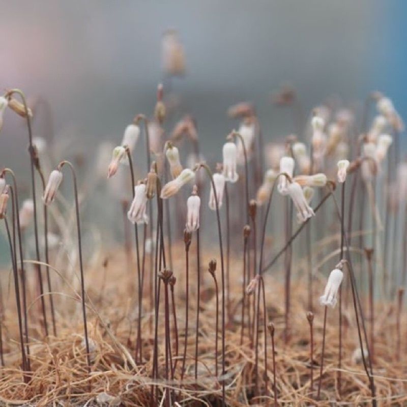 Дримия унифлора, Drimia uniflora, необычное растение cукуленты