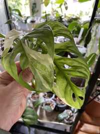 Szczyt monstera adansonii  variegata 2 l plus stozek