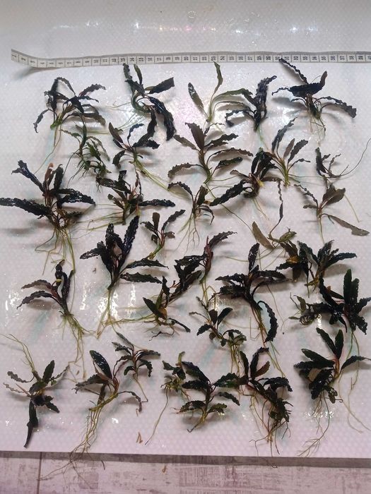Bucephalandra Green