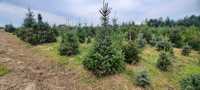 Świerk Serbski Picea omorica duży wybór Iglaki Ocieszyn