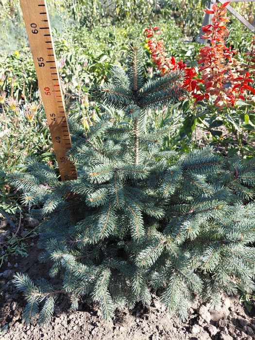 Саджанці блакитна ялинка Маджестік Блю, саженцы ель голубая  Маджестик