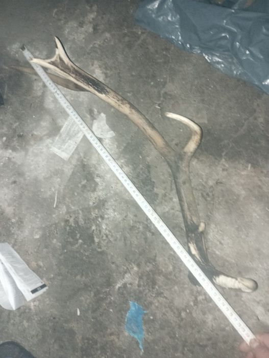 Poroze jelenia sprzedam