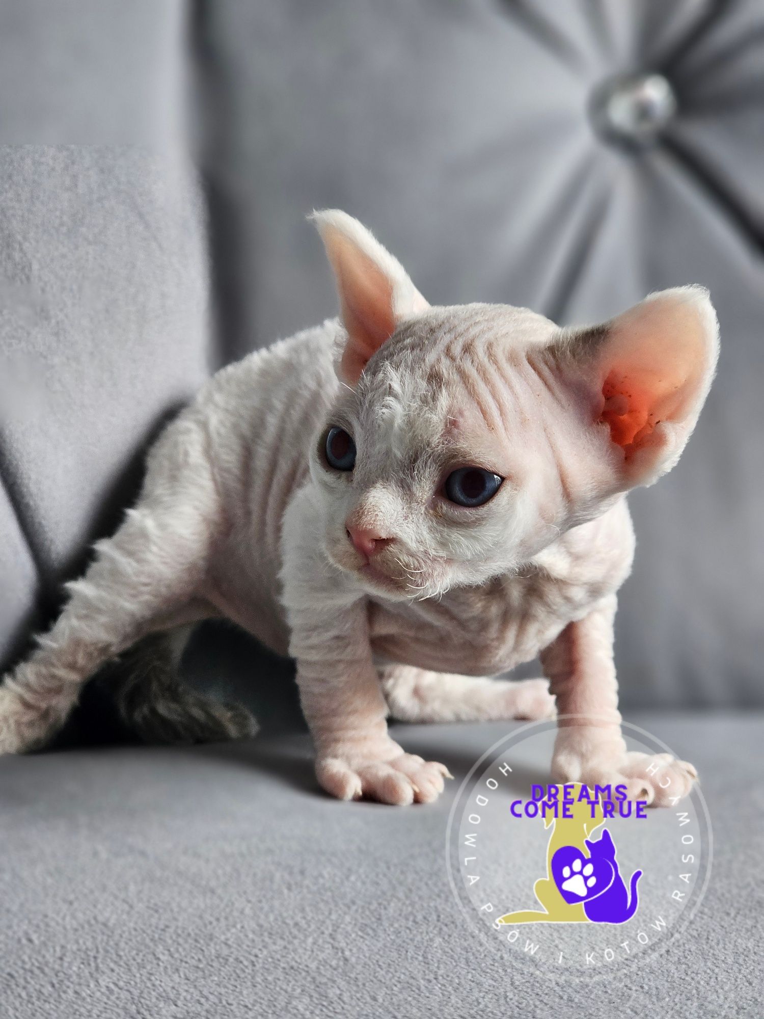 Devon Rex **Kocurek Niebieskooki**Do Rezerwacji