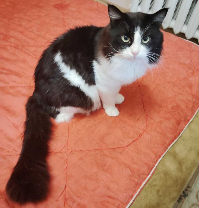 2 симпатичных котика, которые потеряли хозяина, ищут дом!