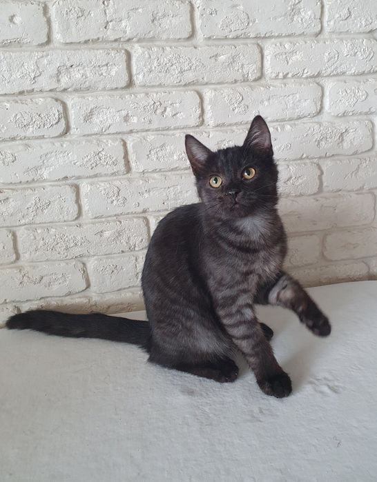 Прилаштовується киця