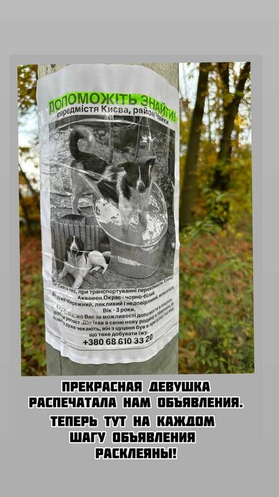 Пропала собака Аквамен! Район Чайки, Київська обл. Винагорода €350