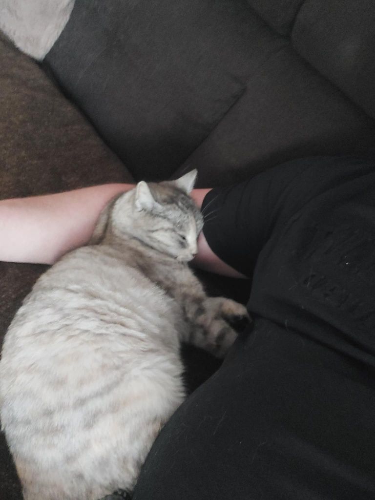 Melisa - przepiękna whiskaska