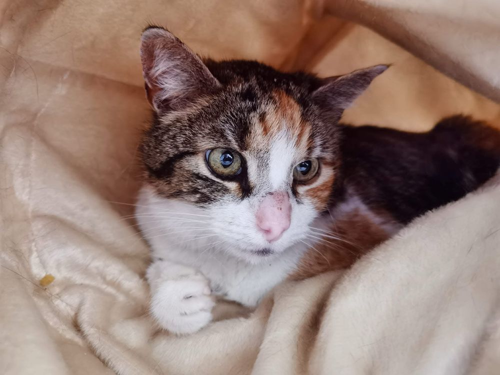 Aussie śliczna kotka do adopcji