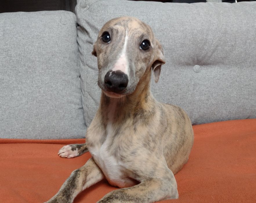 Whippet, chart angielski - rodowód ZKwP/ FCI