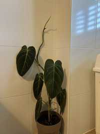 Planta Philodendron melanochrysum