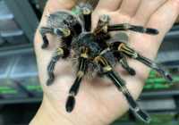 Grammostola pulchripes самка взрослая с террариумом паука птицееда