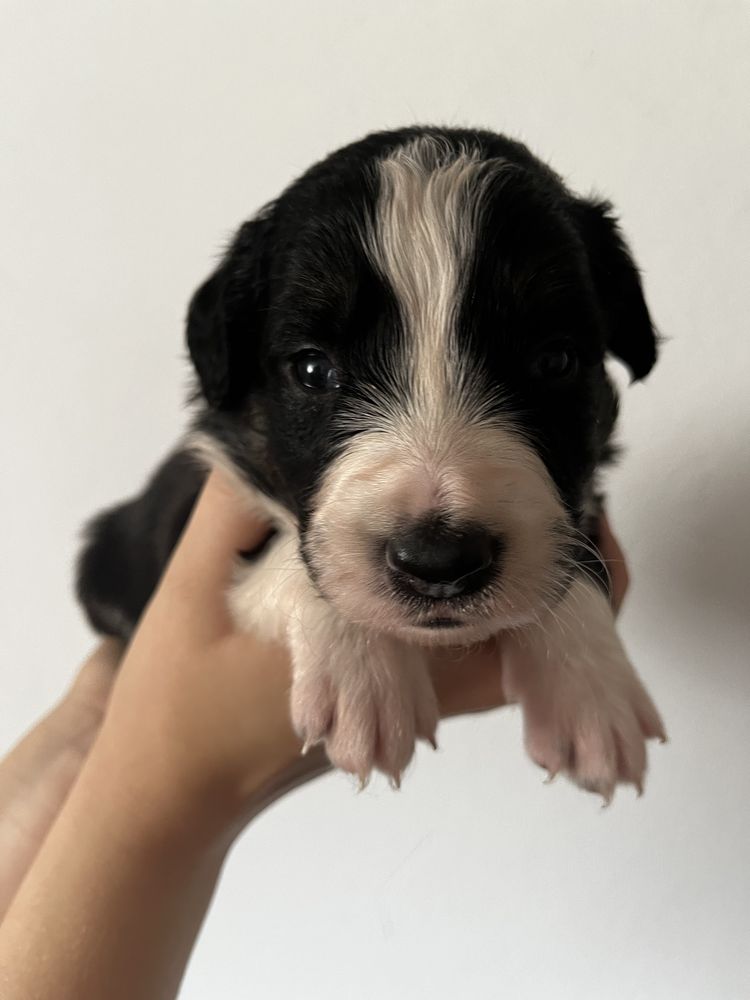 Border Collie piesek