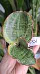 Sansevieria bhitalae 'Dragon compacta variegated'