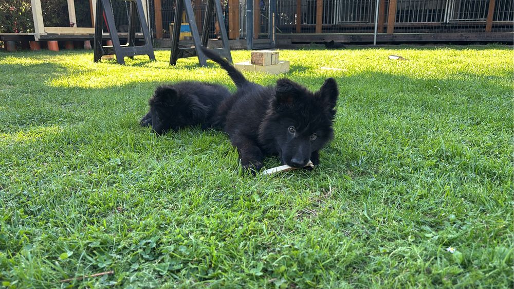 Owczarek staroniemiecki