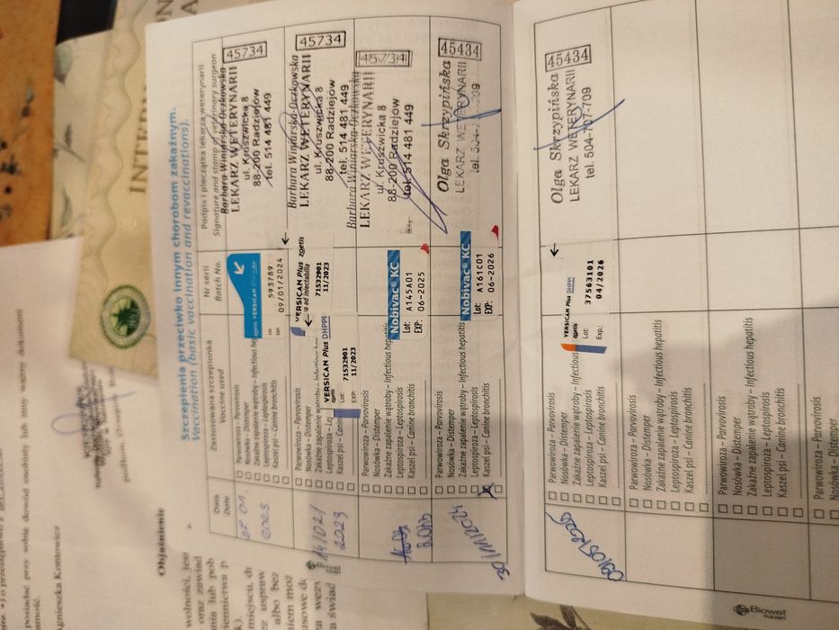 Pudel toy aprcot/ toffi sunia