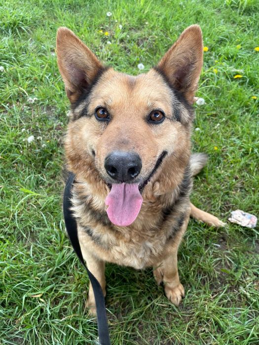 Kto pokocha Czuszka?