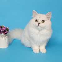 Самый ласковый британский котенок серебристая шиншилла