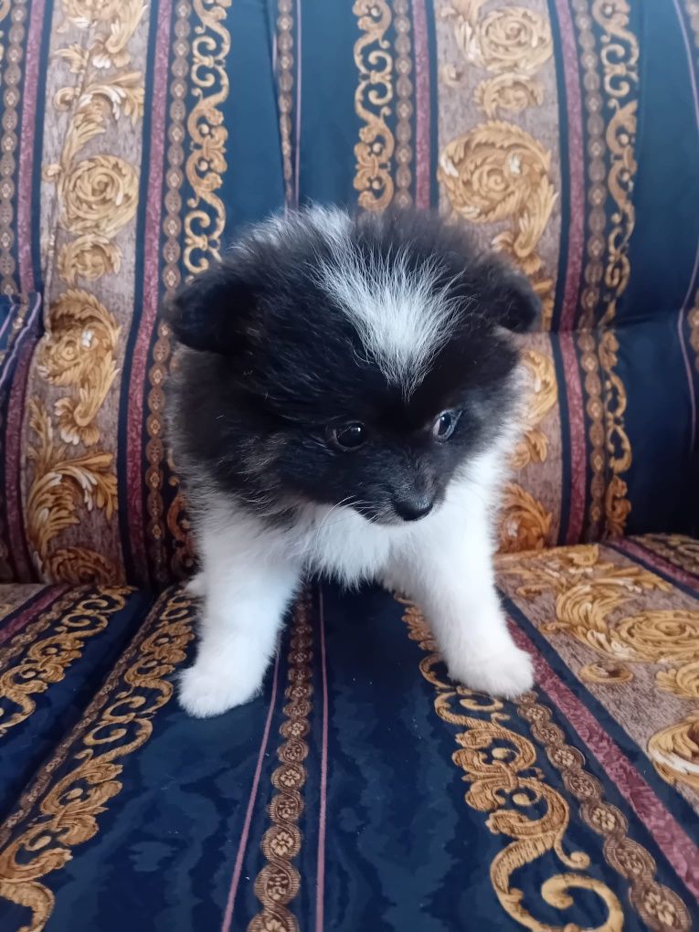 Spitz alemão bicolor