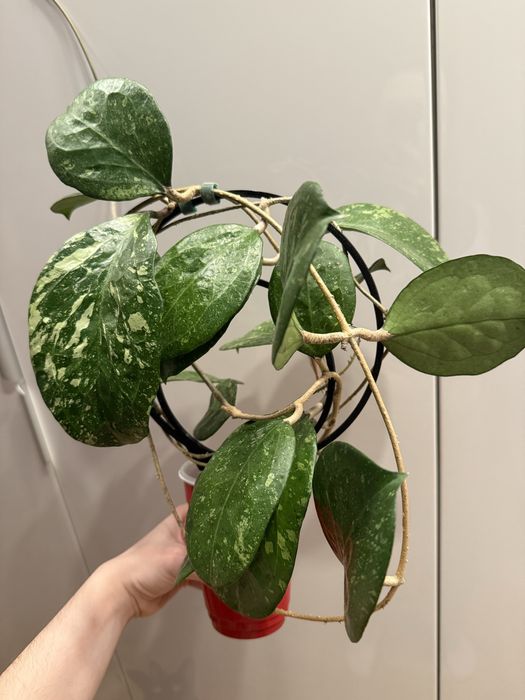 Hoya Michelle cięte węzły