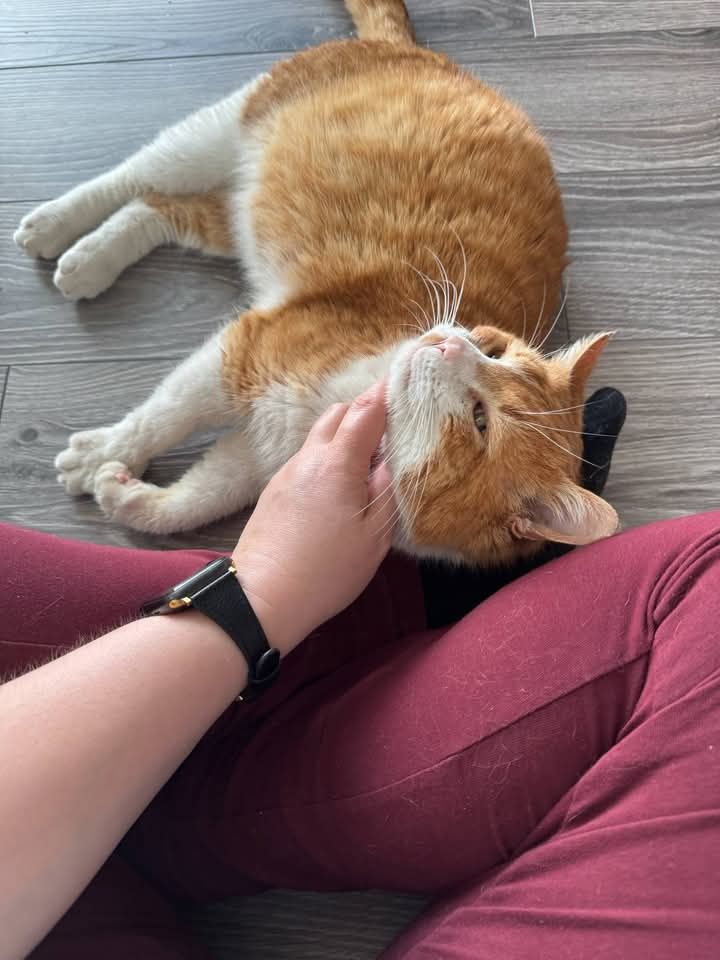 Rudzik poleca się do adopcji