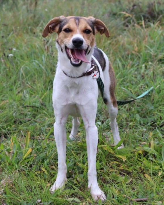 wesoła, młodziutka, nieduża sunia do adopcji