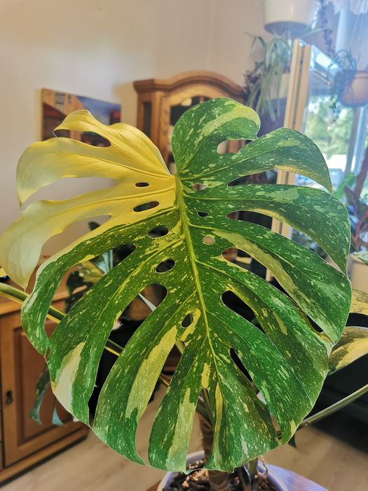 Piękna Monstera thai,