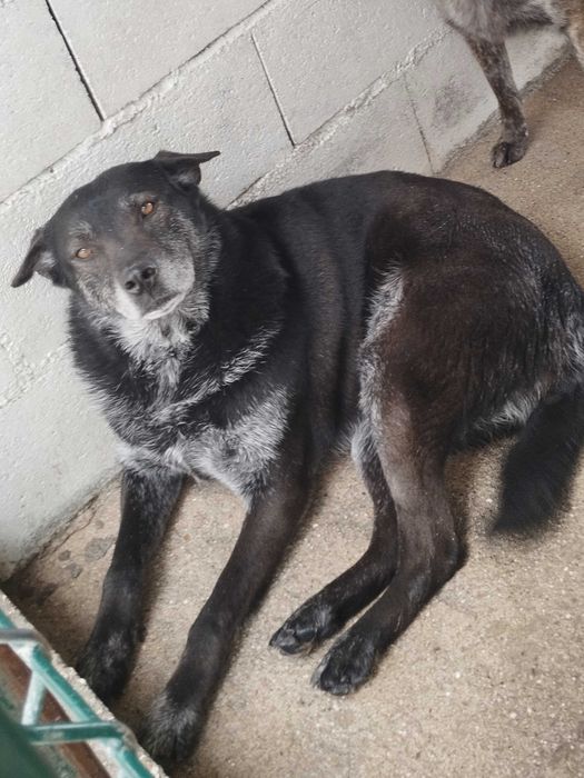 MAMY (Fêmea, Adulta) Para Adoção