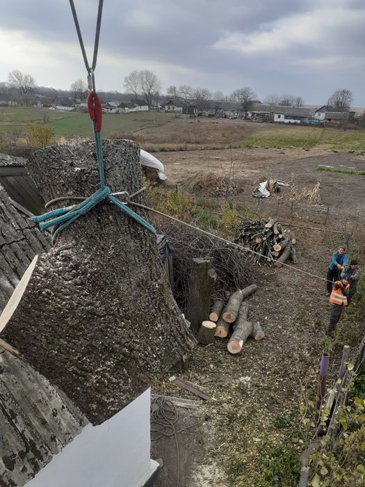 Зрізаємо дерева будь-якої складності(арбористика)!