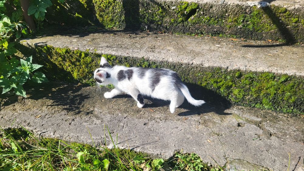 Oddam koty kotki kocięta w dobre ręce za darmo 3 sztuki Grabówko woj.