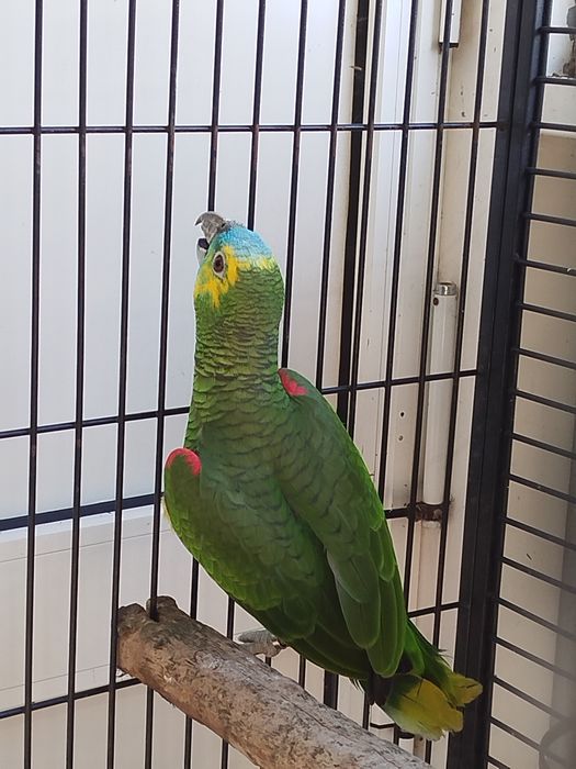 Amazona aestiva aestiva