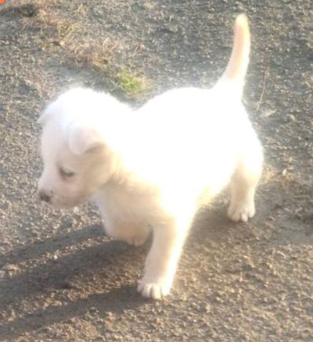 Віддам собачок в добрі руки