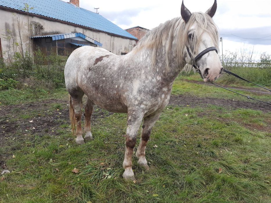 Klacz Zimnokrwista ze źrebakiem