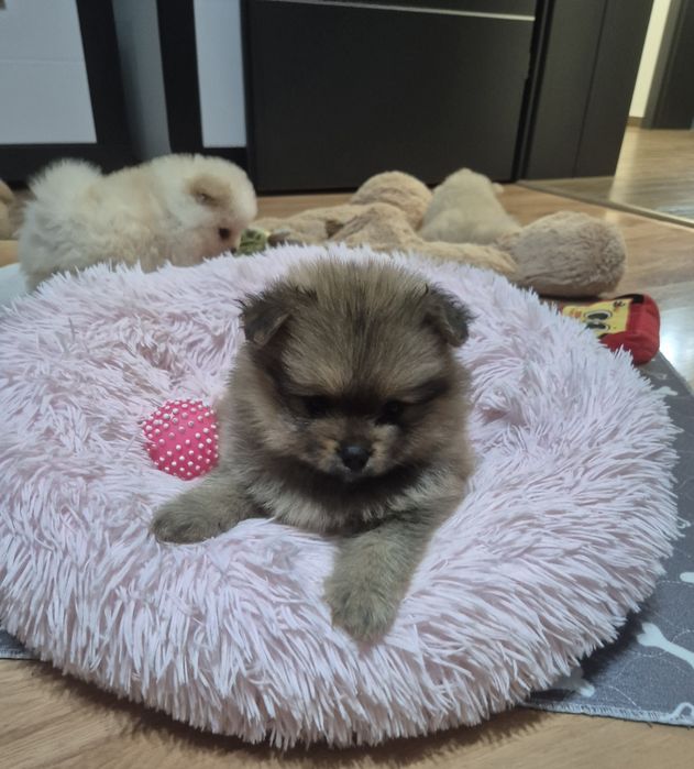 Szpic miniaturowy - suczka - odbior grudzień