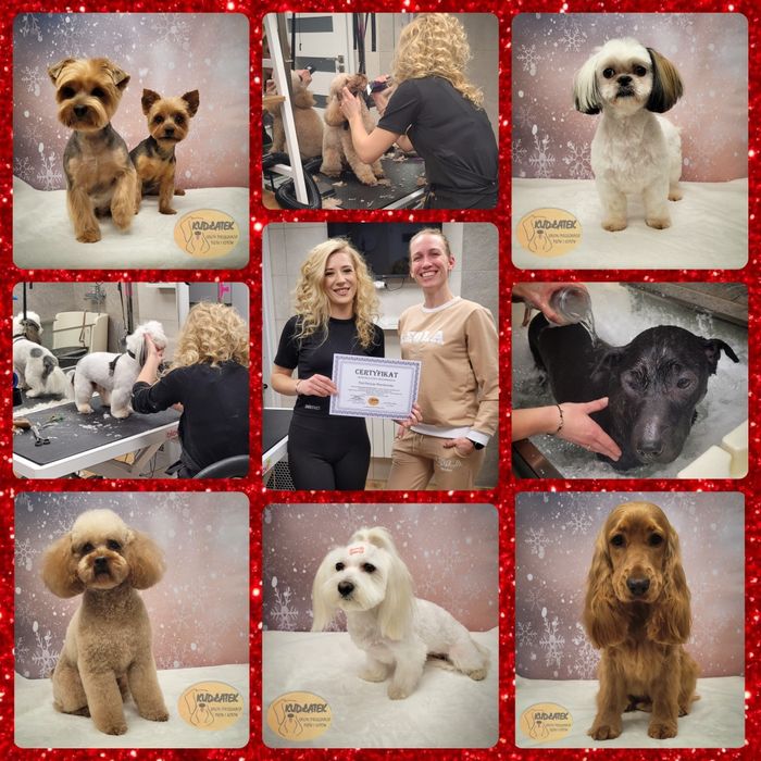 Kurs strzyżenia psów - kurs groomingu salon Kudłatek Mława