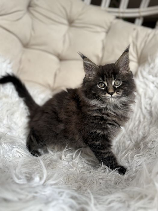 Maine Coon - kotka