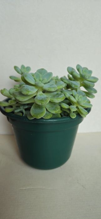 Planta Suculenta Sedum Clavatum em Vaso plástico 15 cm