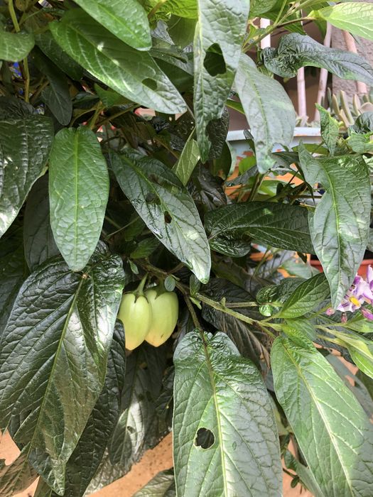Planta pera melao