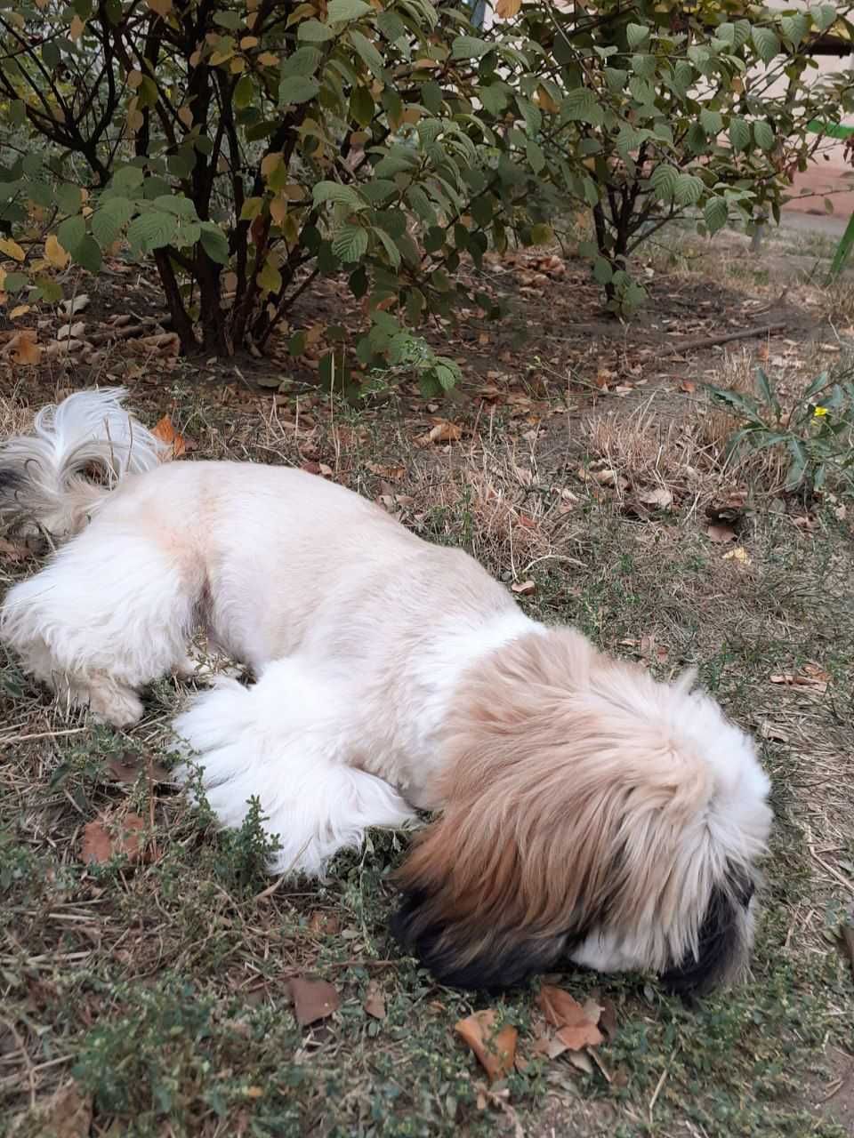Хлопчик   ши тцу