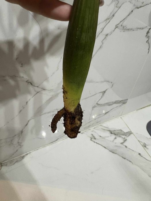 zamiokulkas variegata