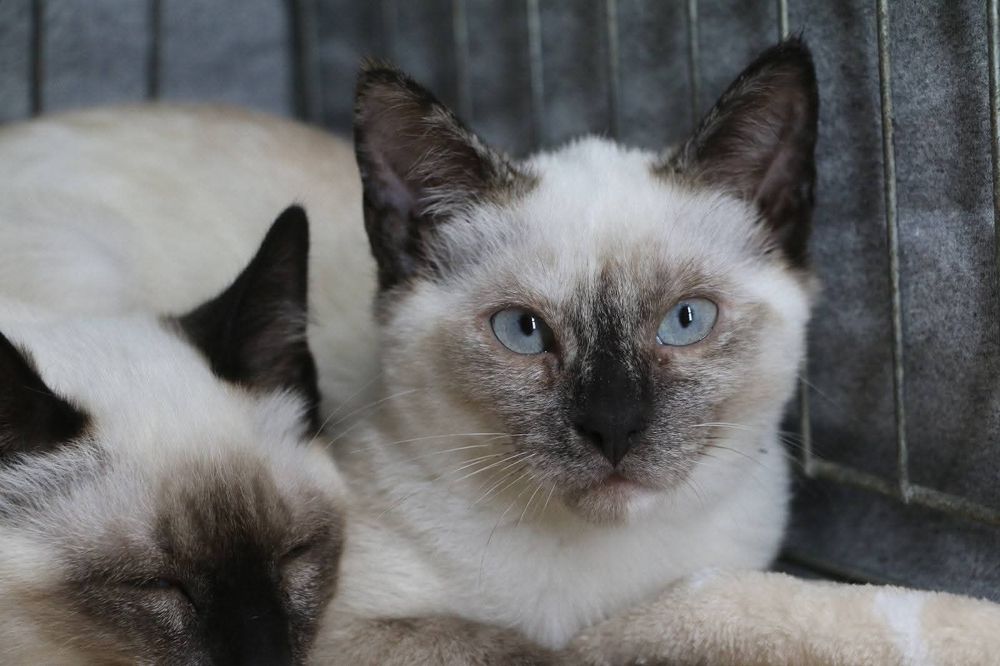 Gatinhos 7/8 meses ADOÇÃO!