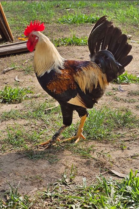 Lindos galos reprodutores