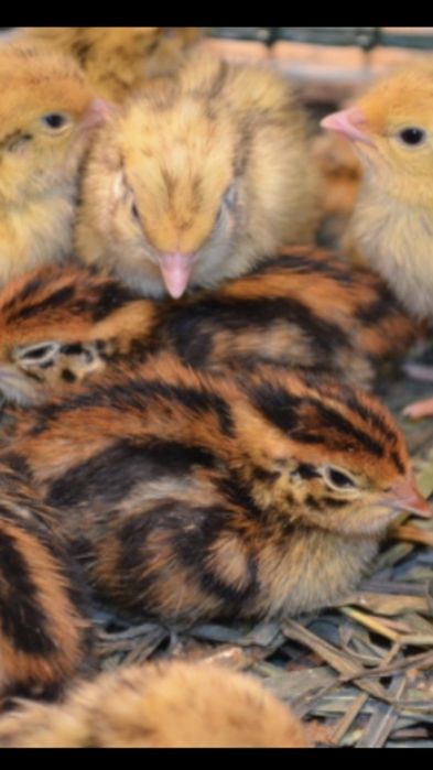 Птенцы перепелов разных пород