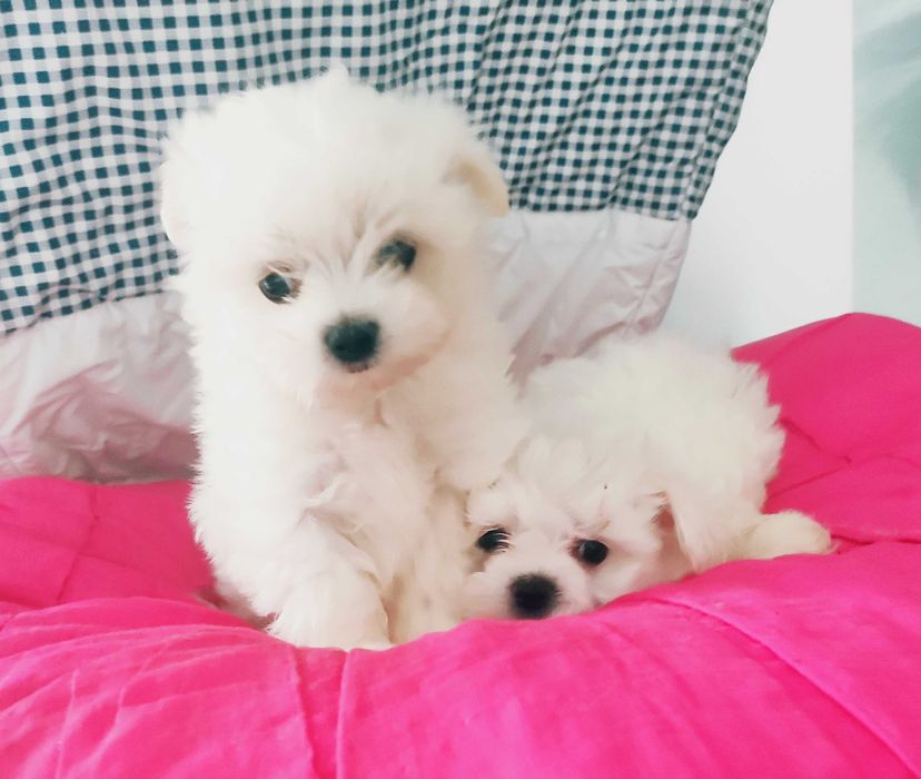 Maltańczyk mini suczka Warszawa maltańczyki