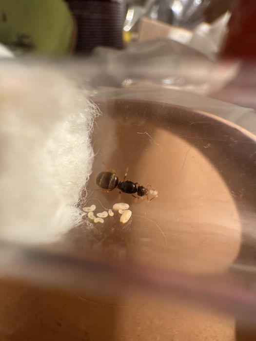 Lasius flavous 1q + potomstwo